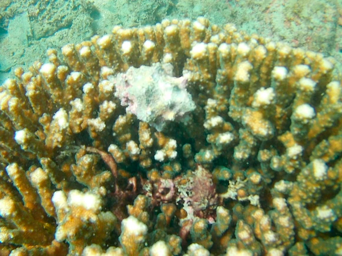 En Ostional hay pequeñas colonias de arrecifes de coral.