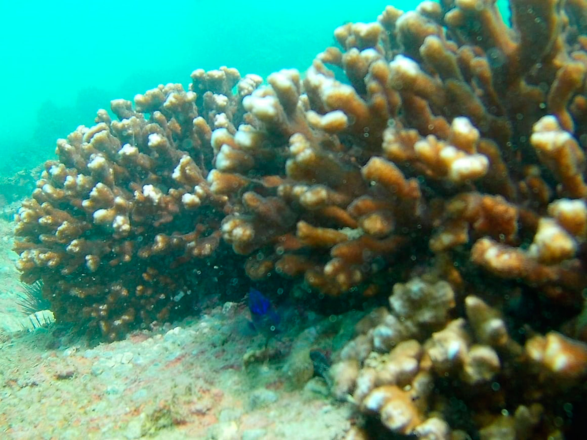 Un grupo de arrecifes de coral en la playa El Roble, en Ostional.