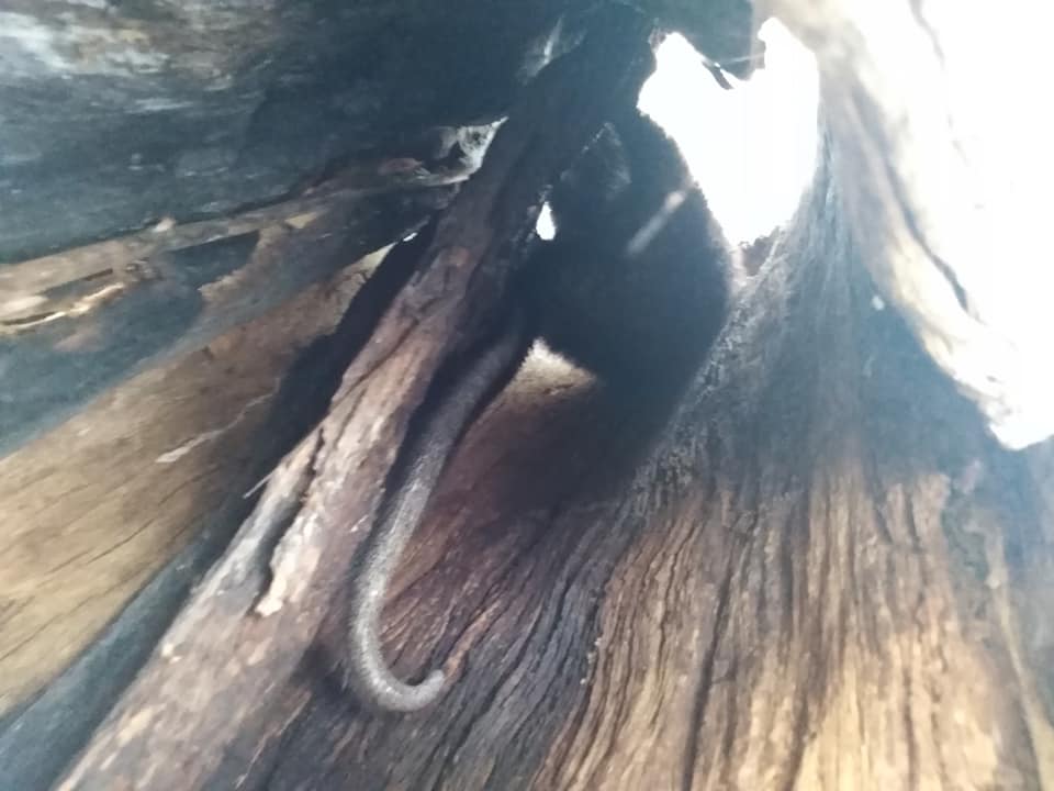 Un puercoespin se refugia dentro de un árbol hueco mientras el bosque seco se quemaba en la reserva Natura.