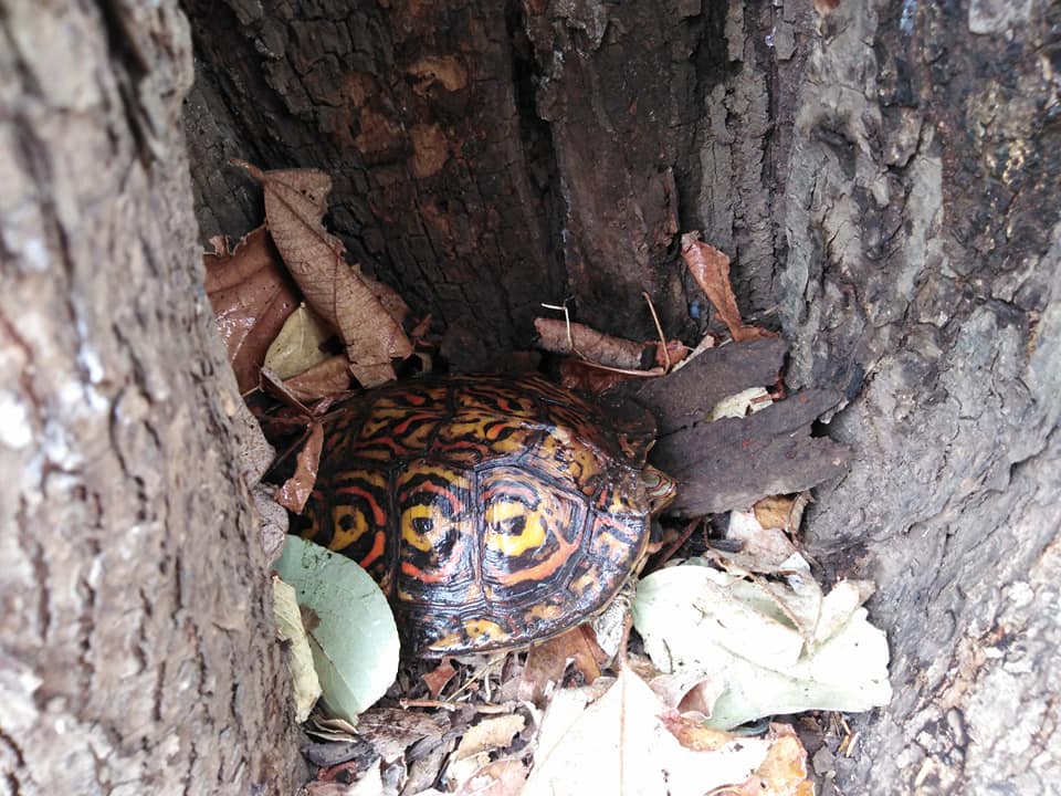 Una tortuga sabanera se refugió de las llamas en el tallo de un árbol durante un incendio en la reserva Natura.