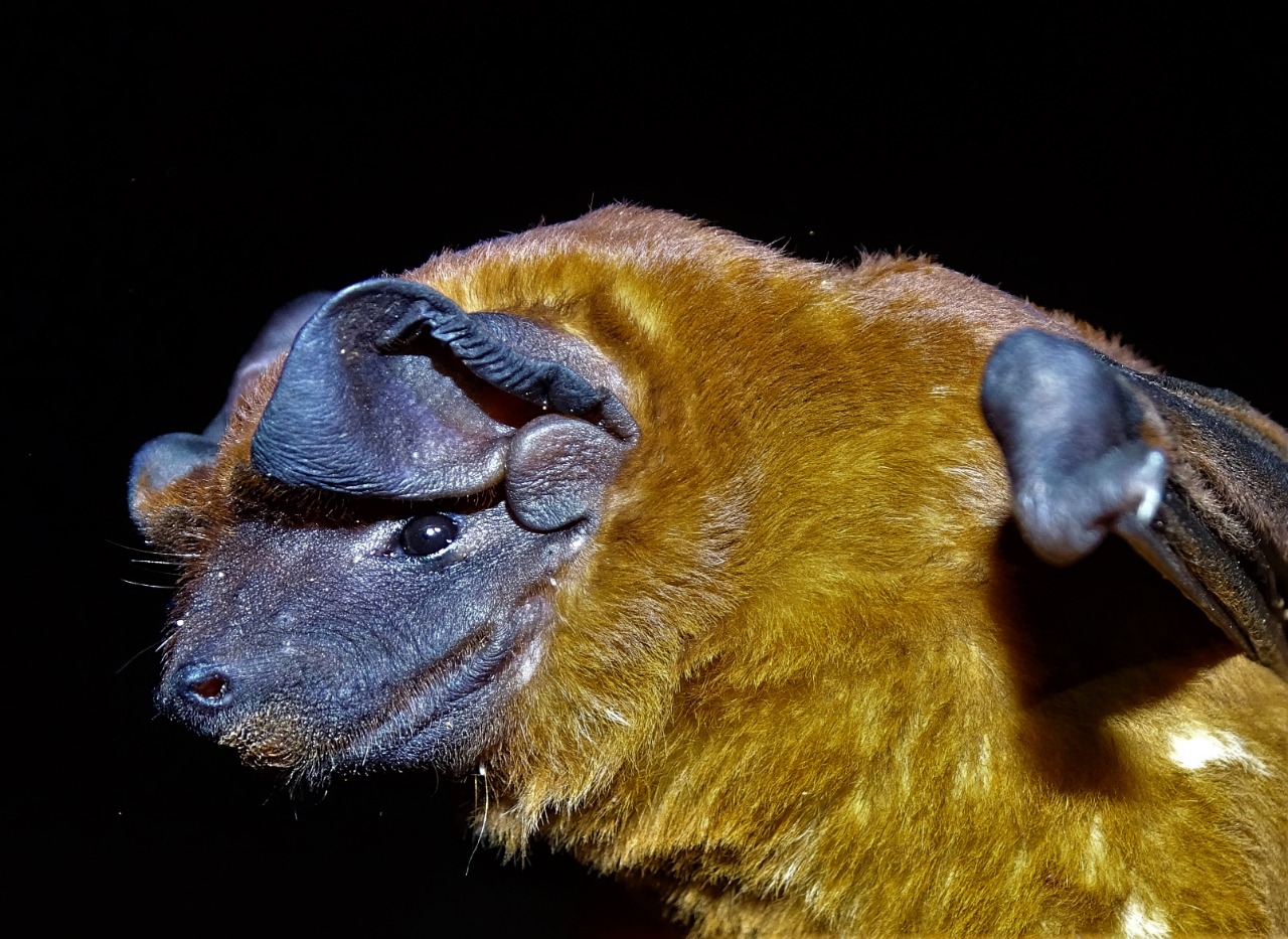 Murciélago moloso (Molosus pretiosus)