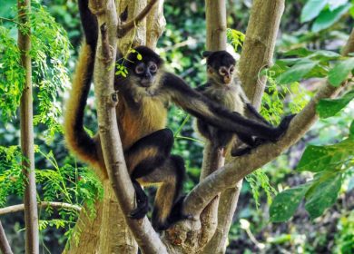 La extinción del mono araña en Ometepe, la primera documentada en Nicaragua