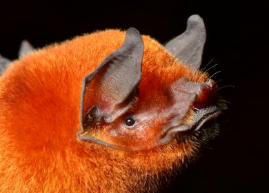 Confirman nueva especie de murciélago para Nicaragua