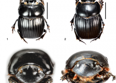 Científico nica encuentra en Managua una nueva especie de escarabajo en el mundo